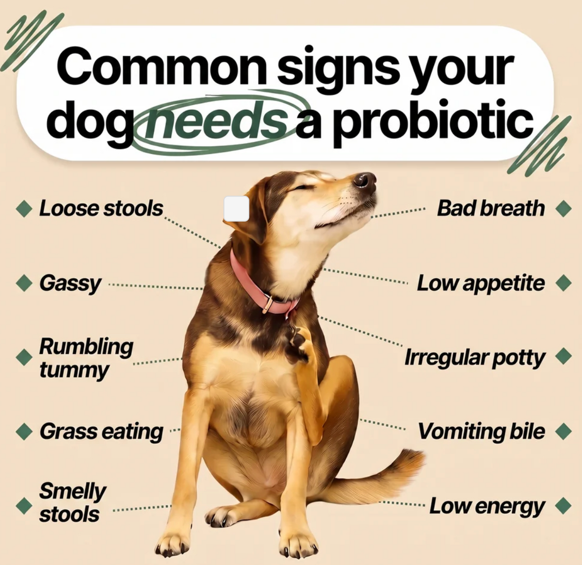 A probiotic alone doesn't fix a gut — this does the whole job. Pawsy Probiotic Soft Chews are made for dogs dealing with: